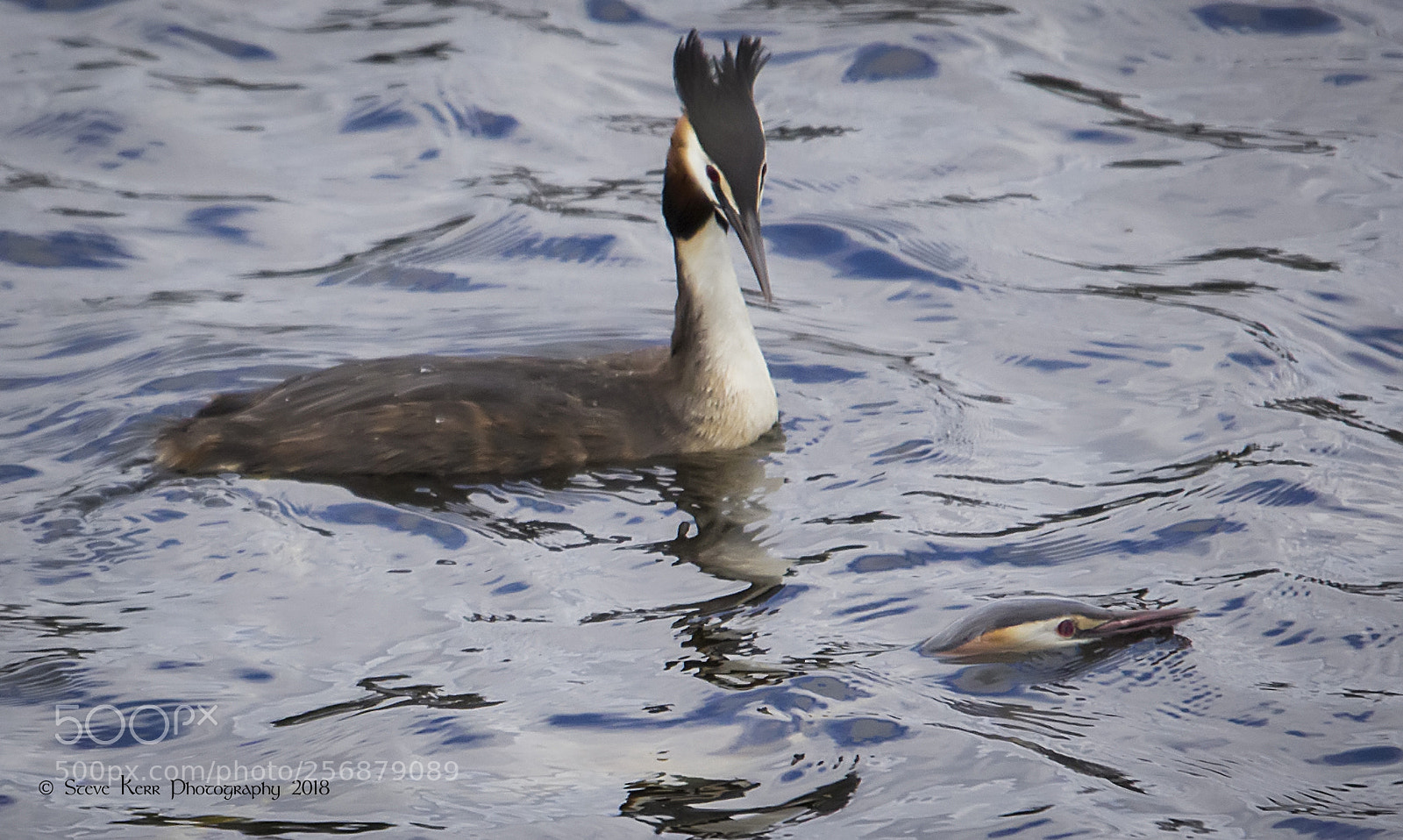 Pentax K-5 sample photo. Great crested grebe photography
