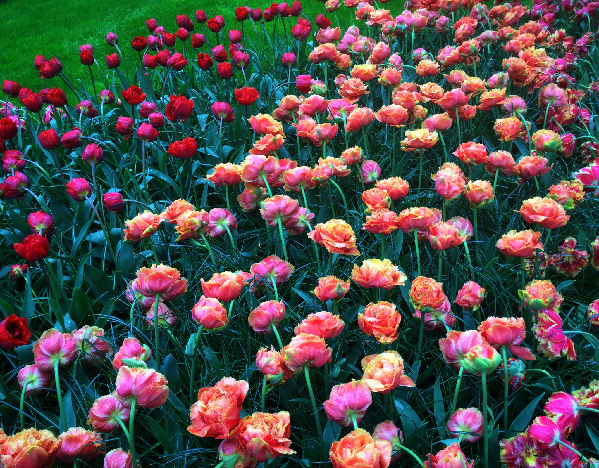 Apple iPad Air 2 sample photo. Tulips  photography