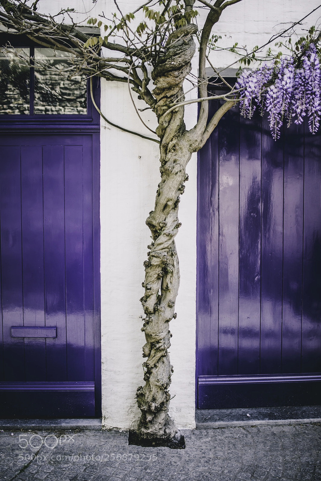 Nikon D610 sample photo. Purple photography