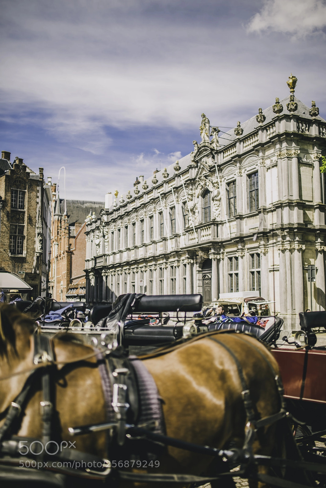 Nikon D610 sample photo. Horses photography