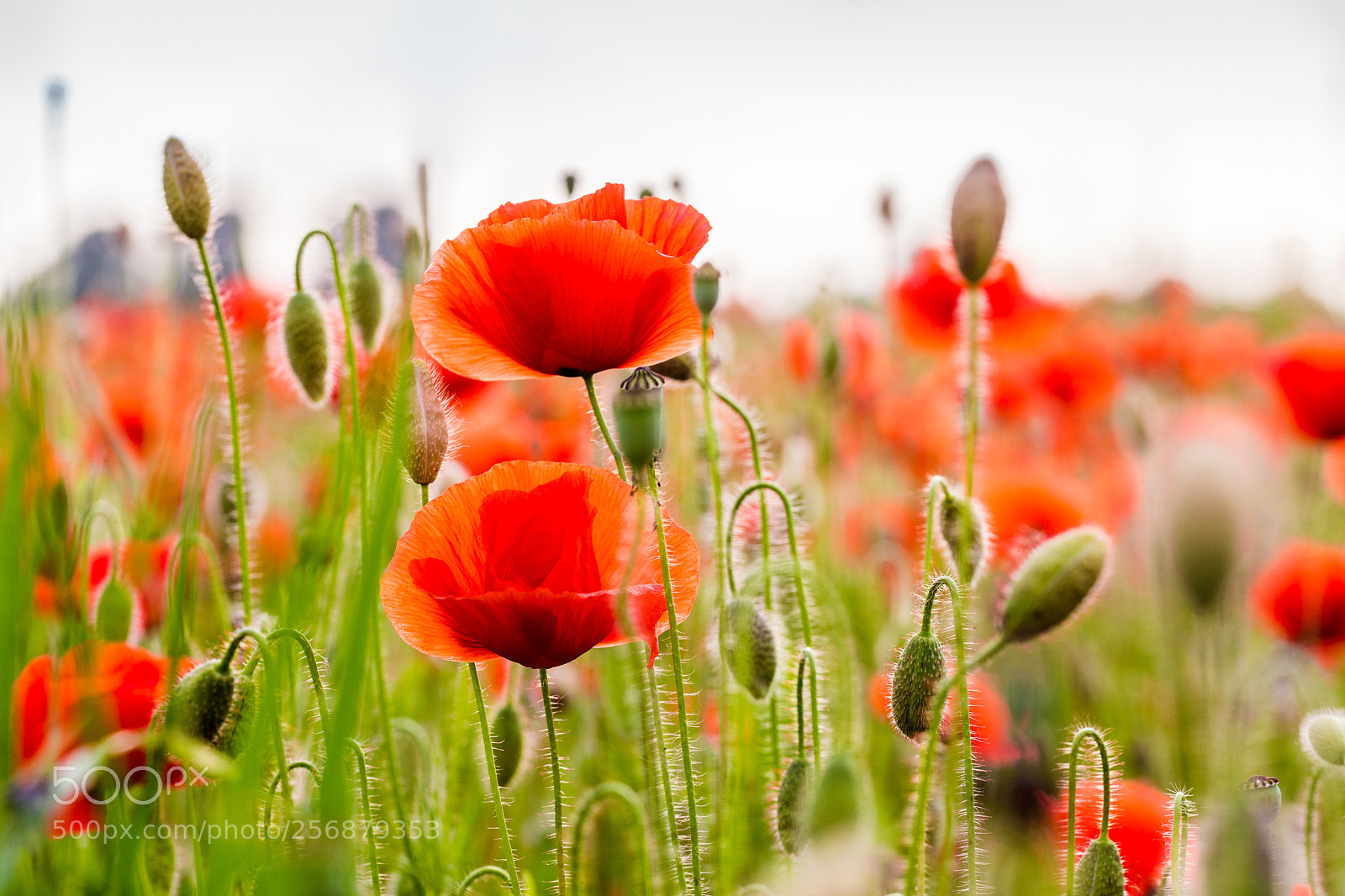 Canon EOS 6D sample photo. Poppies photography