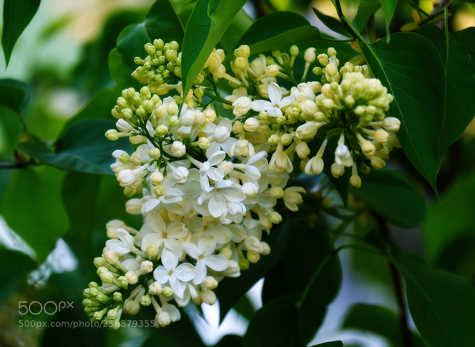 Fujifilm X-T20 sample photo. Flowering branch of a photography