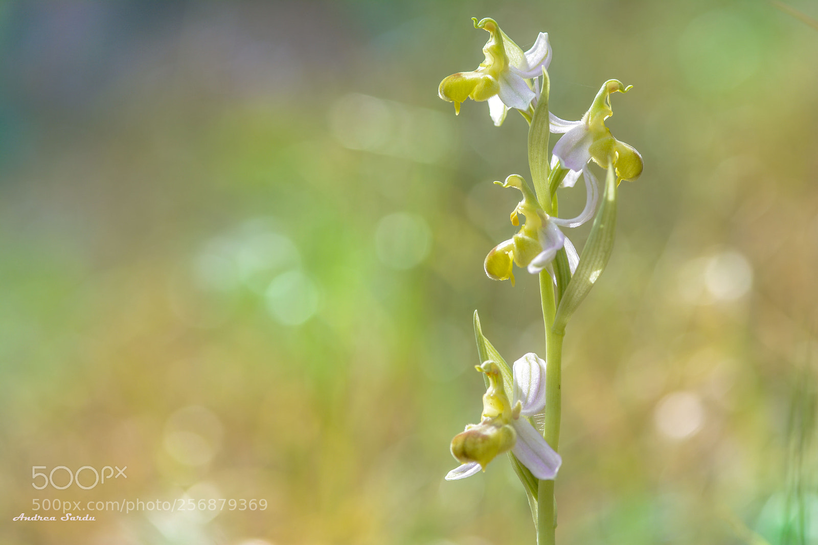 Nikon D7100 sample photo. Apifera bicolor photography