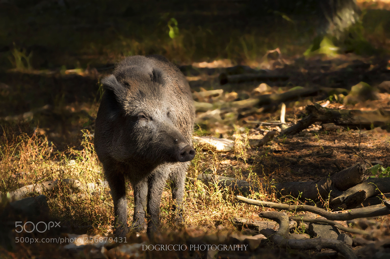 Canon EOS 1300D (EOS Rebel T6 / EOS Kiss X80) sample photo. Wild boar photography