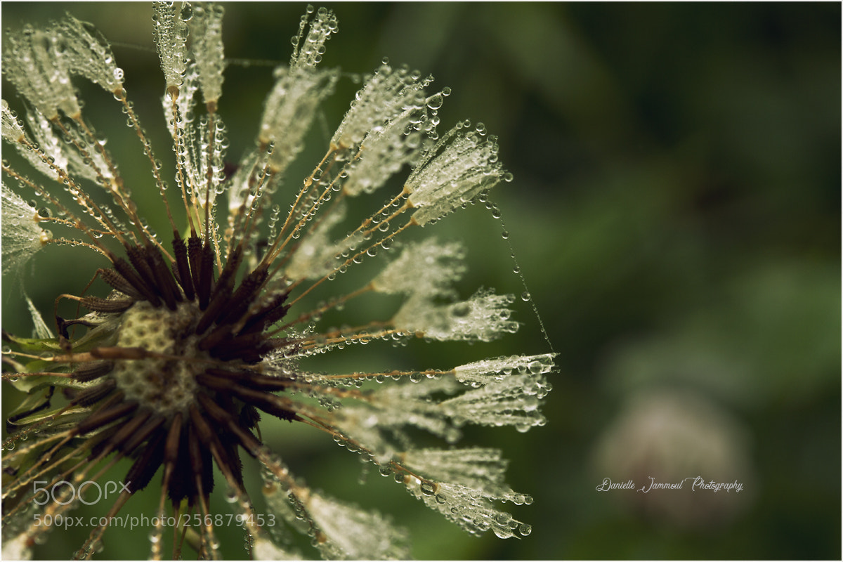 Canon EOS 7D sample photo. Untitled photography