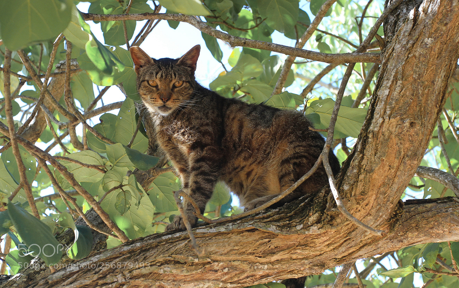 Canon EOS 7D sample photo. Small tiger photography