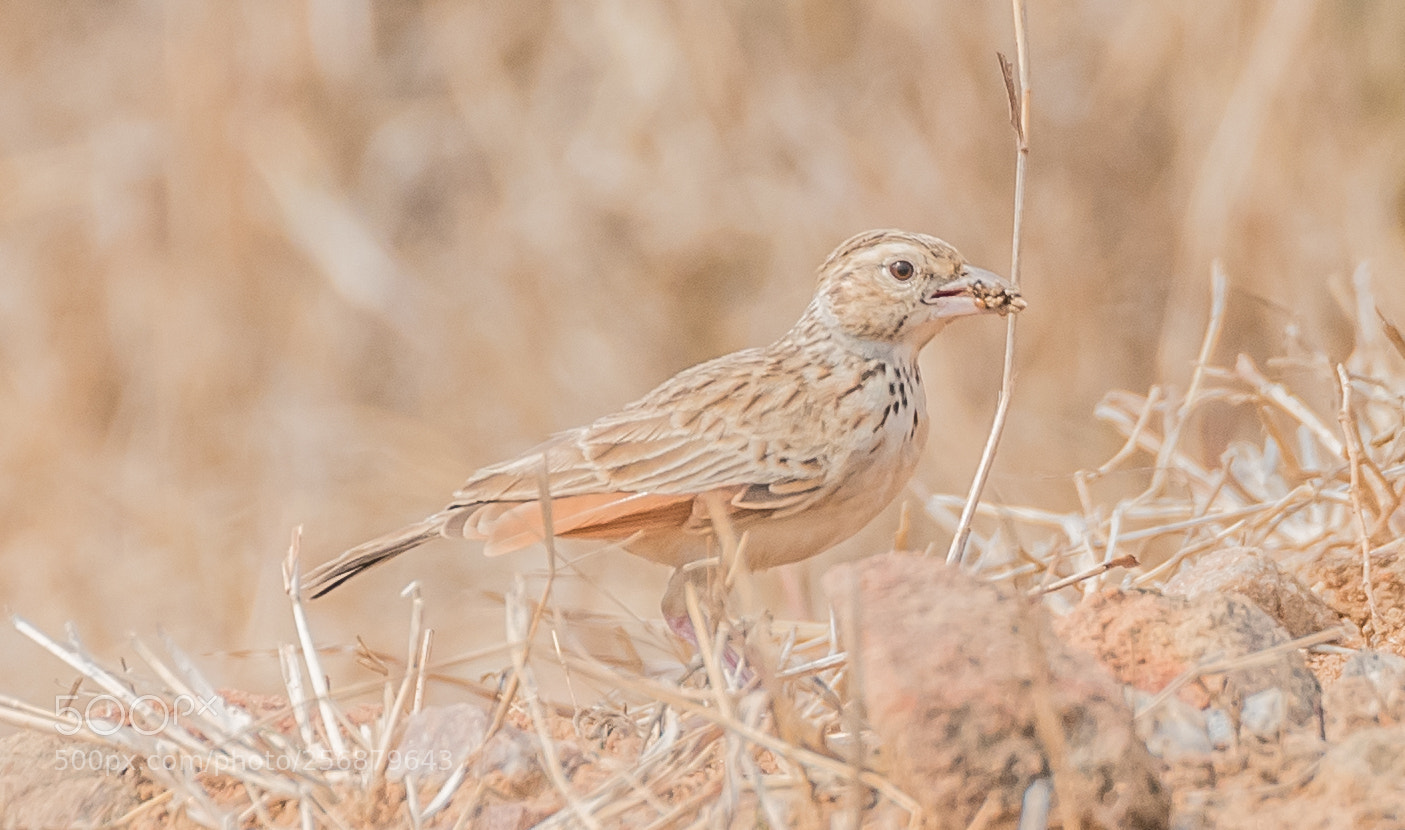 Nikon D750 sample photo. Bengal bushlark photography