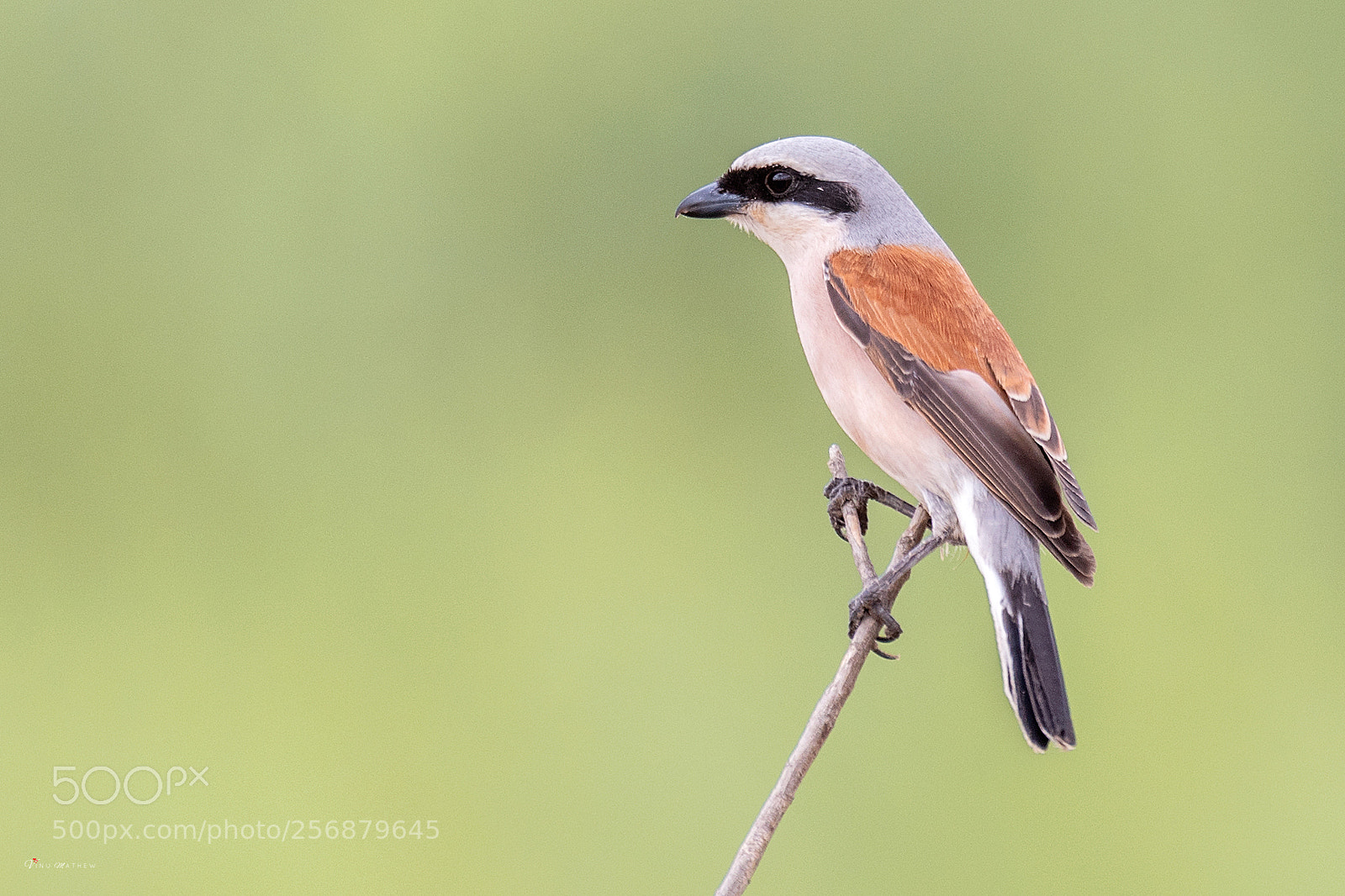 Nikon D500 sample photo. Red backed shrike photography