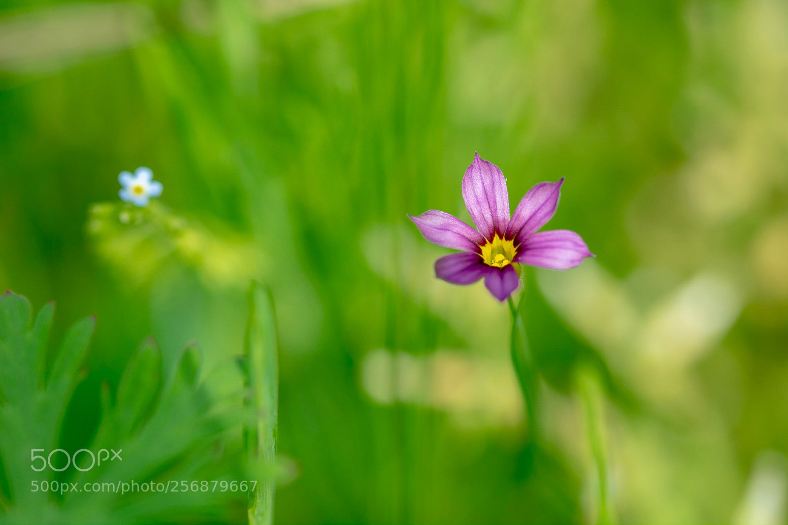 Nikon D7100 sample photo. Small & very small photography