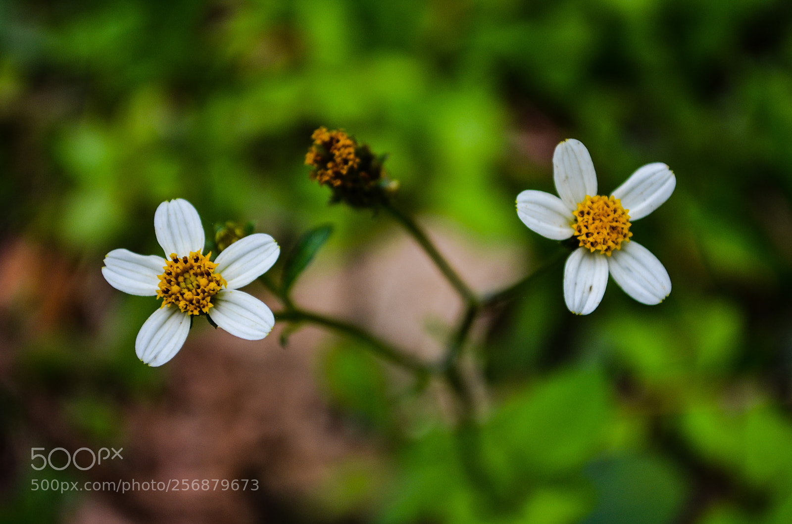 Nikon D5100 sample photo. Wild flower photography