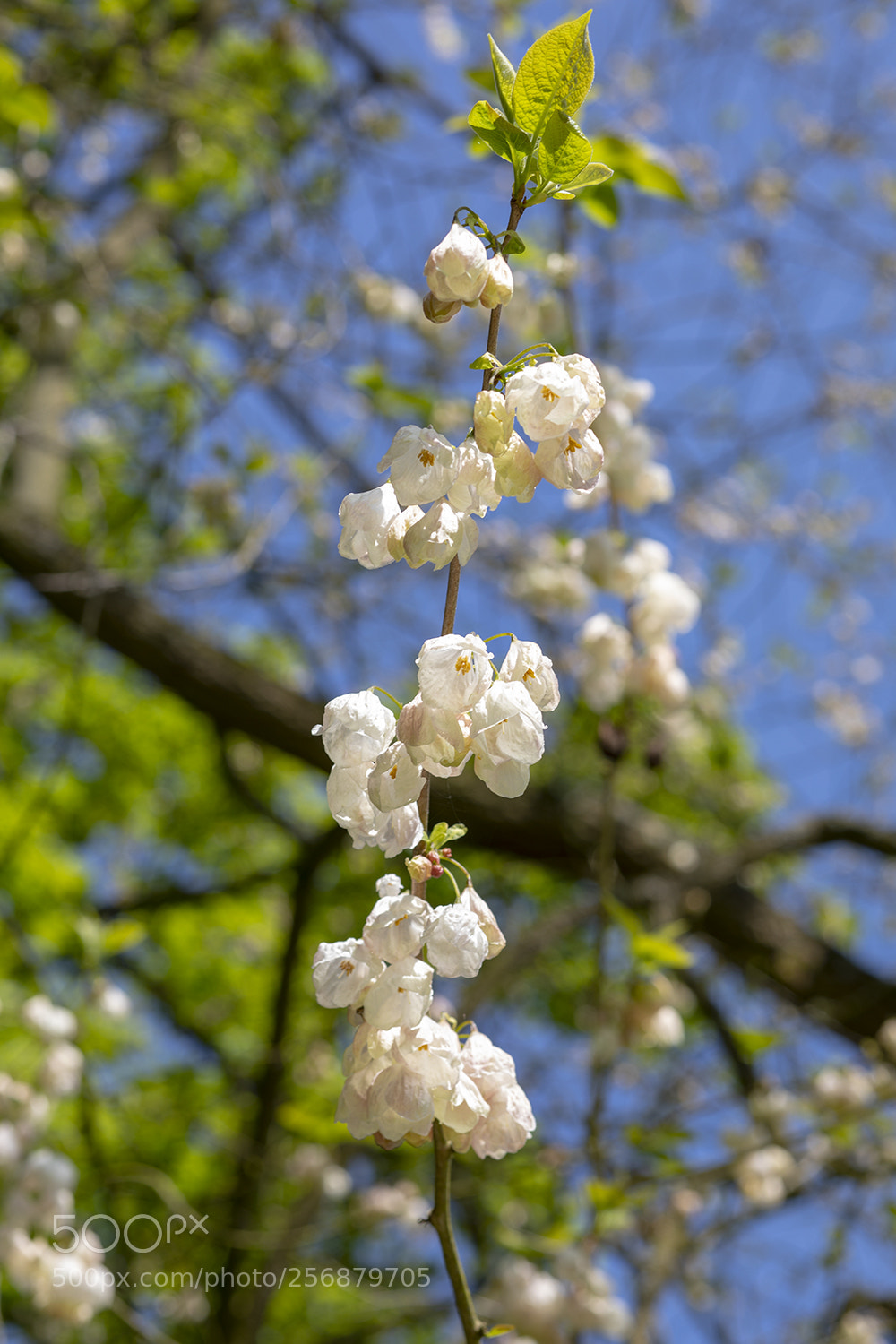 Canon EOS 5D Mark IV sample photo. Spring is in the photography