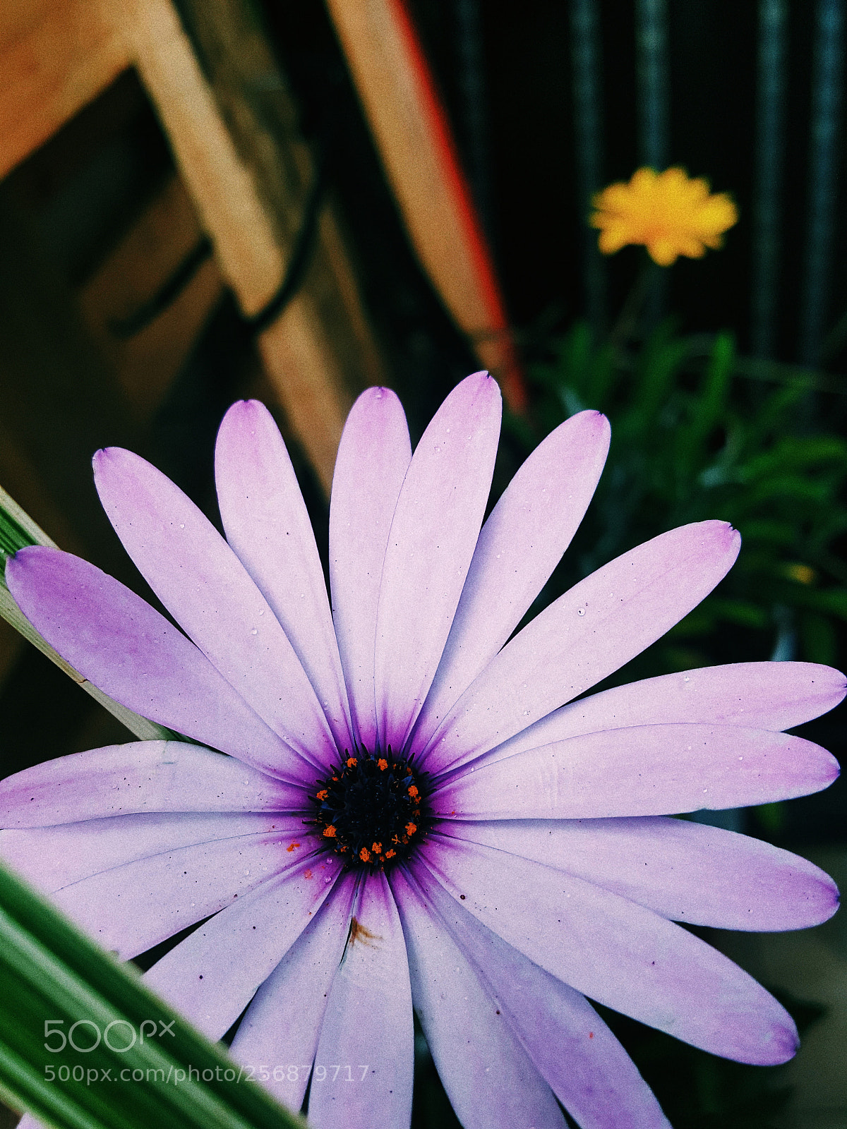 Samsung Galaxy Note5 sample photo. Nature photography