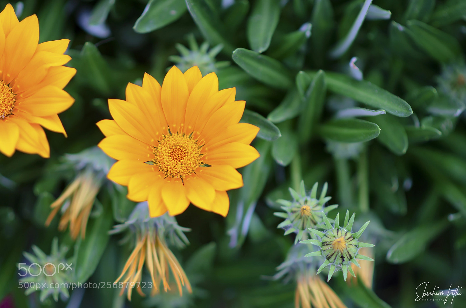 Nikon D7000 sample photo. Flower photography