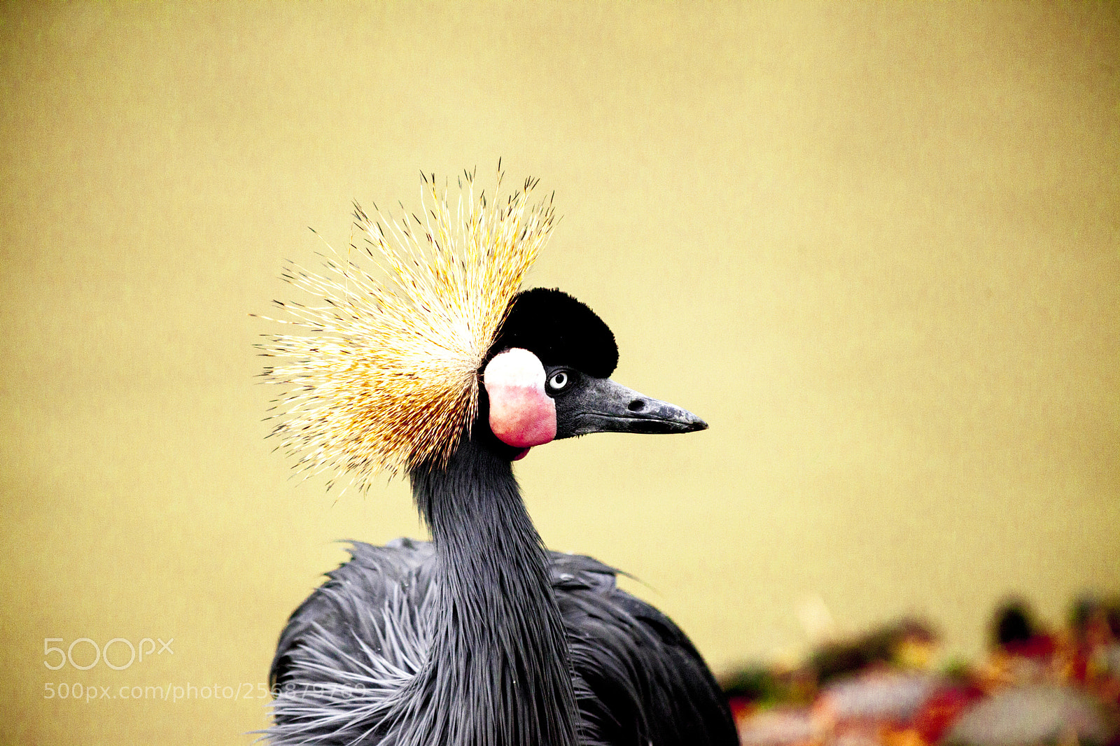 Canon EOS 5D Mark II sample photo. Black crane close-up of photography