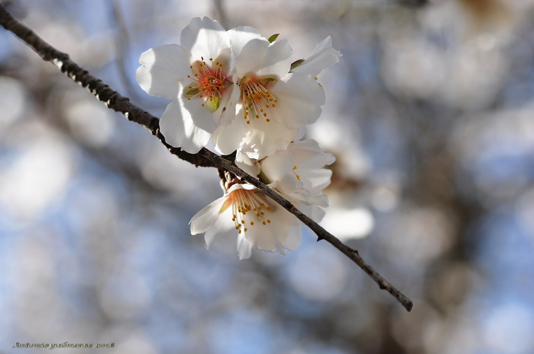 Nikon D90 sample photo. Flor almendro photography
