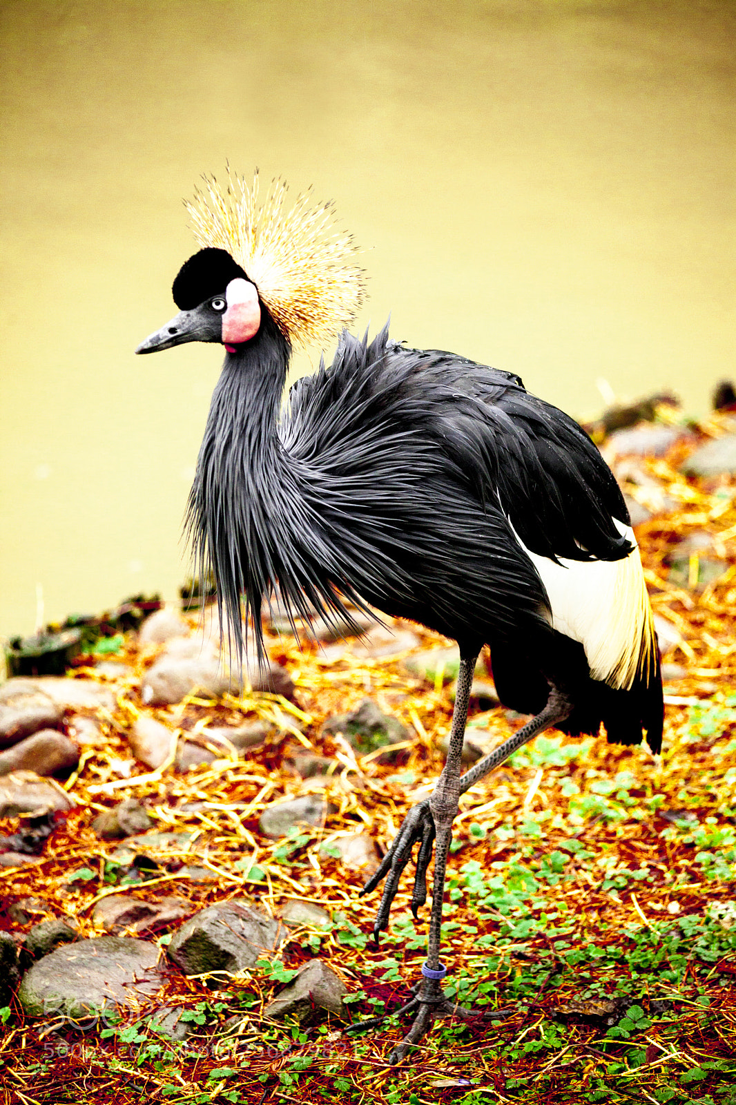 Canon EOS 5D Mark II sample photo. Black crane close-up of photography