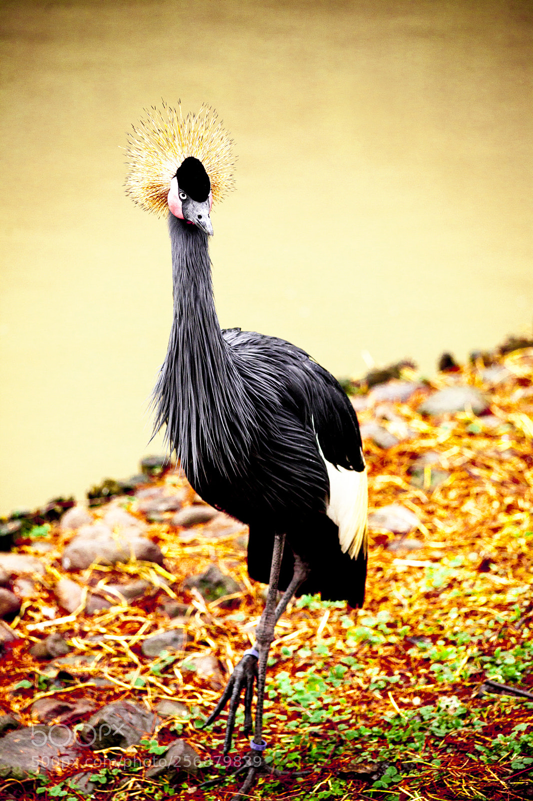Canon EOS 5D Mark II sample photo. Black crane close-up of photography