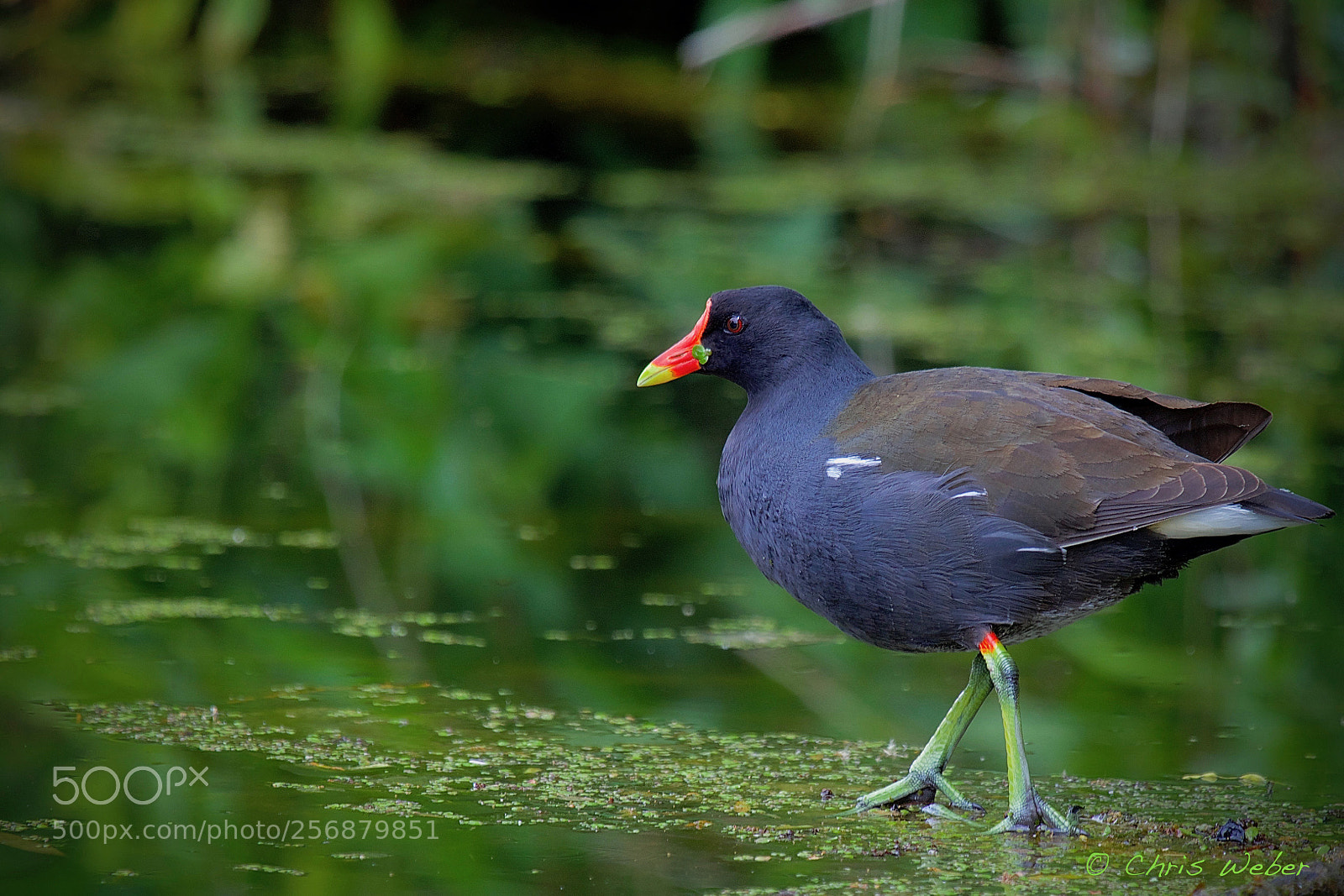 Canon EOS 5DS R sample photo. The water hen photography