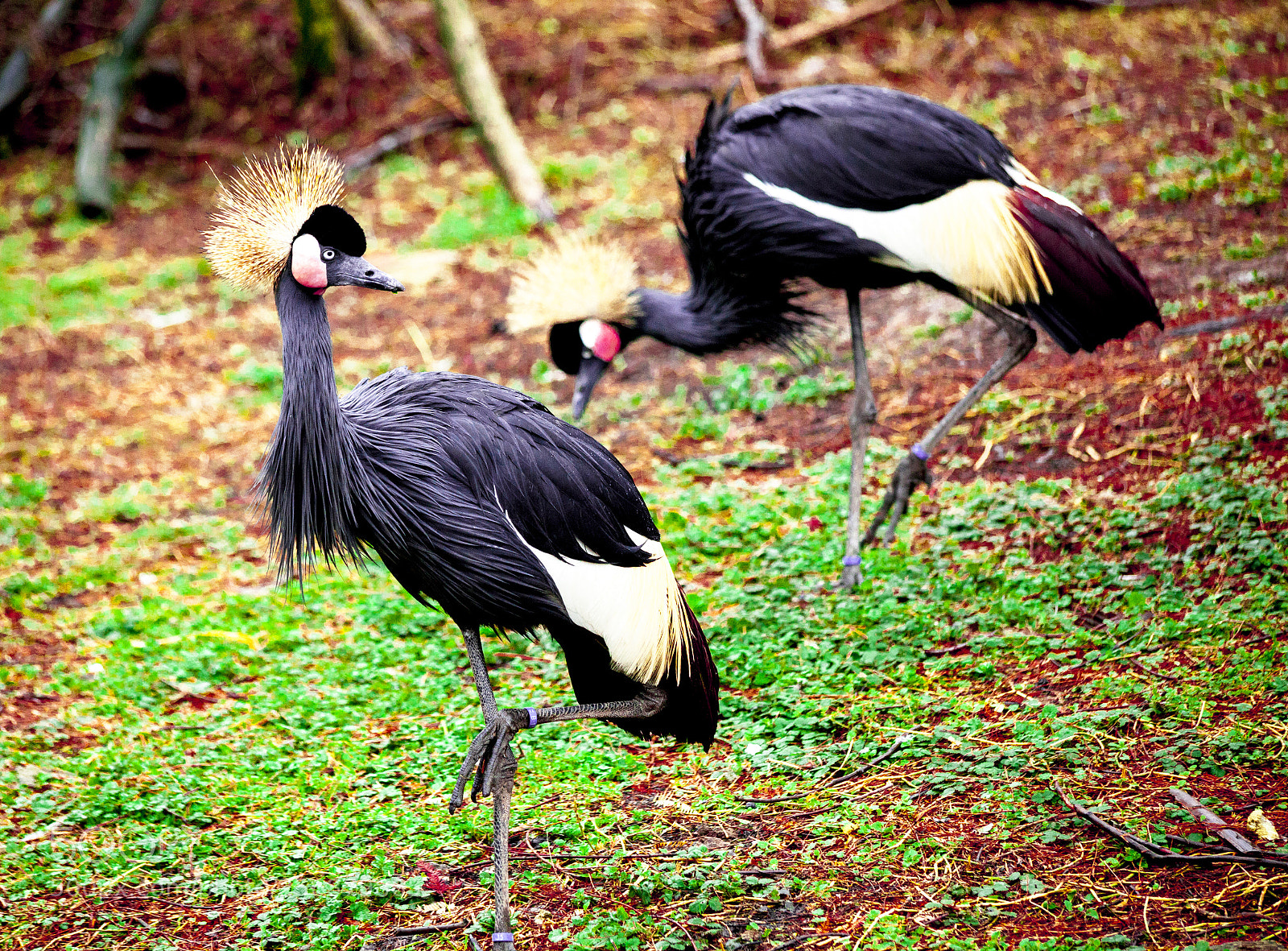 Canon EOS 5D Mark II sample photo. Black crane close-up of photography
