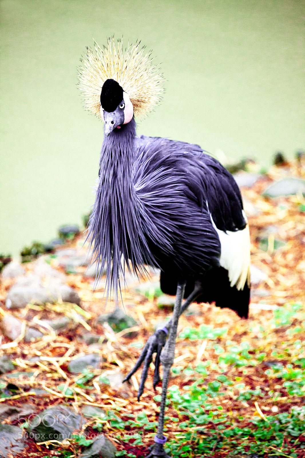 Canon EOS 5D Mark II sample photo. Black crane close-up of photography
