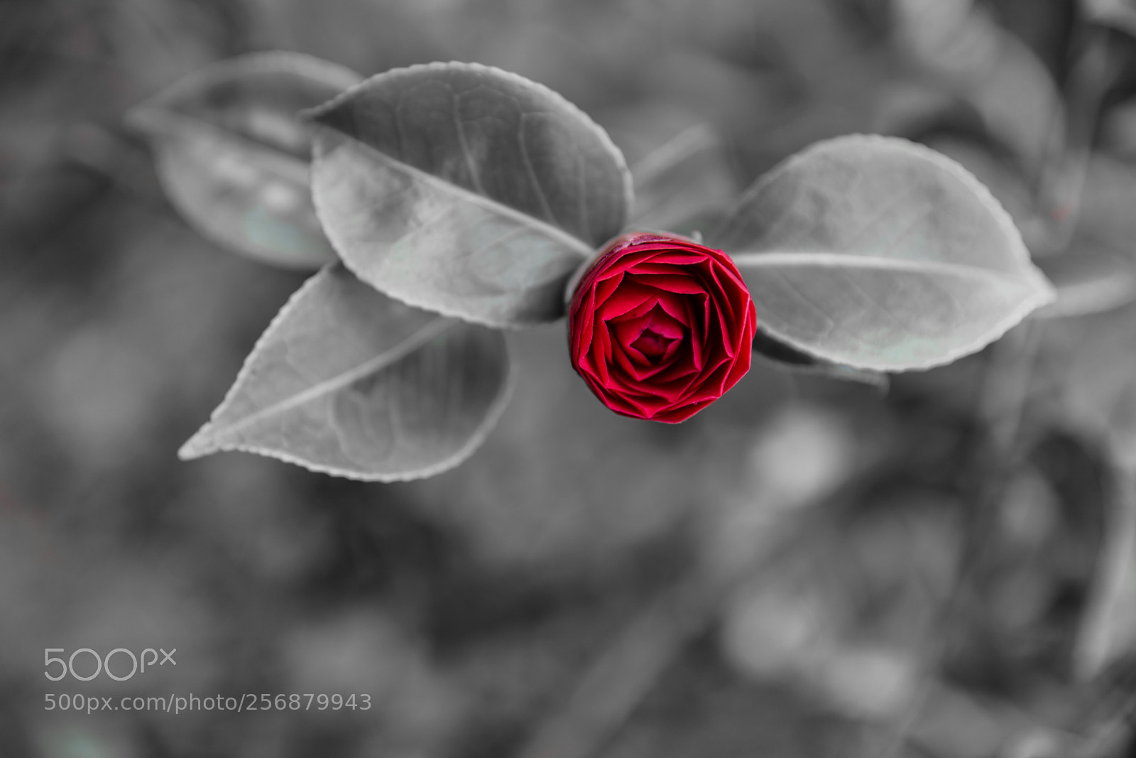 Canon EOS 6D sample photo. Red rose photography