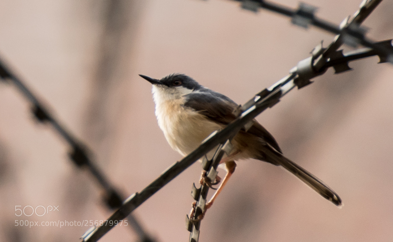 Nikon D750 sample photo. Ashy prinia photography