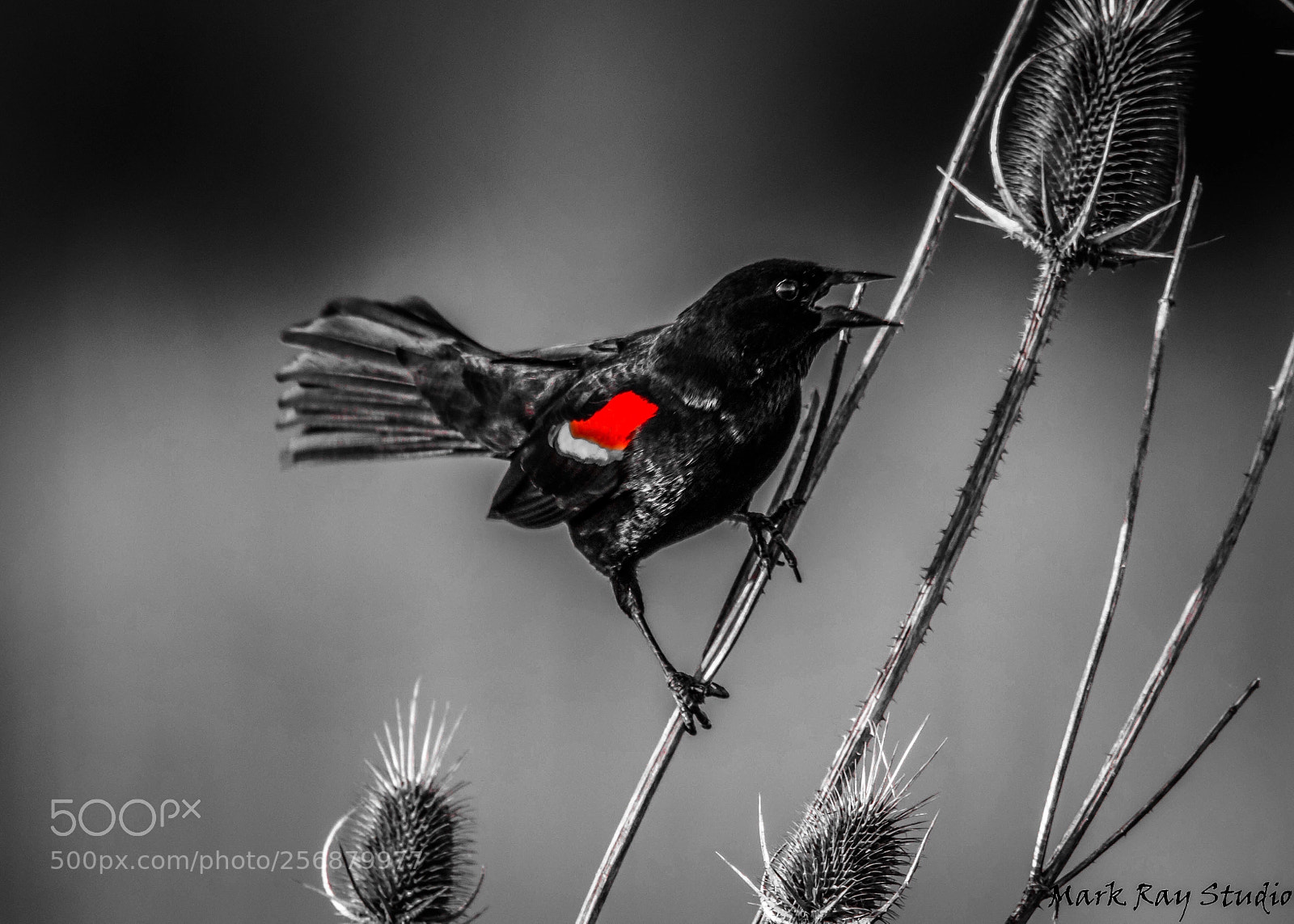 Canon EOS 80D sample photo. Red winged blackbird photography
