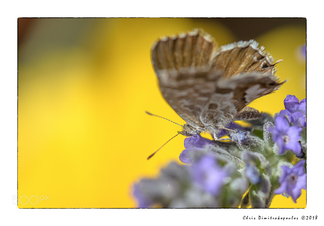 Nikon D7000 sample photo. A visitor to my photography