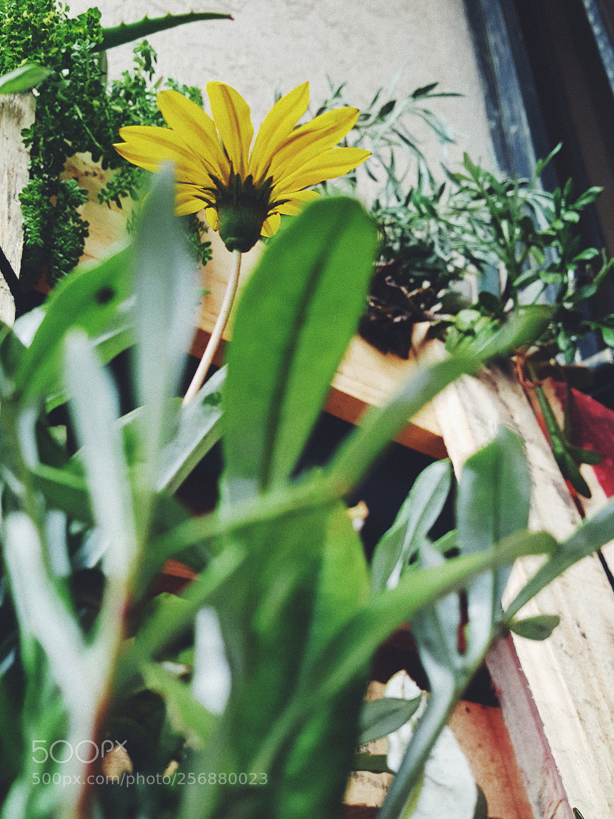 Samsung Galaxy Note5 sample photo. Garden photography