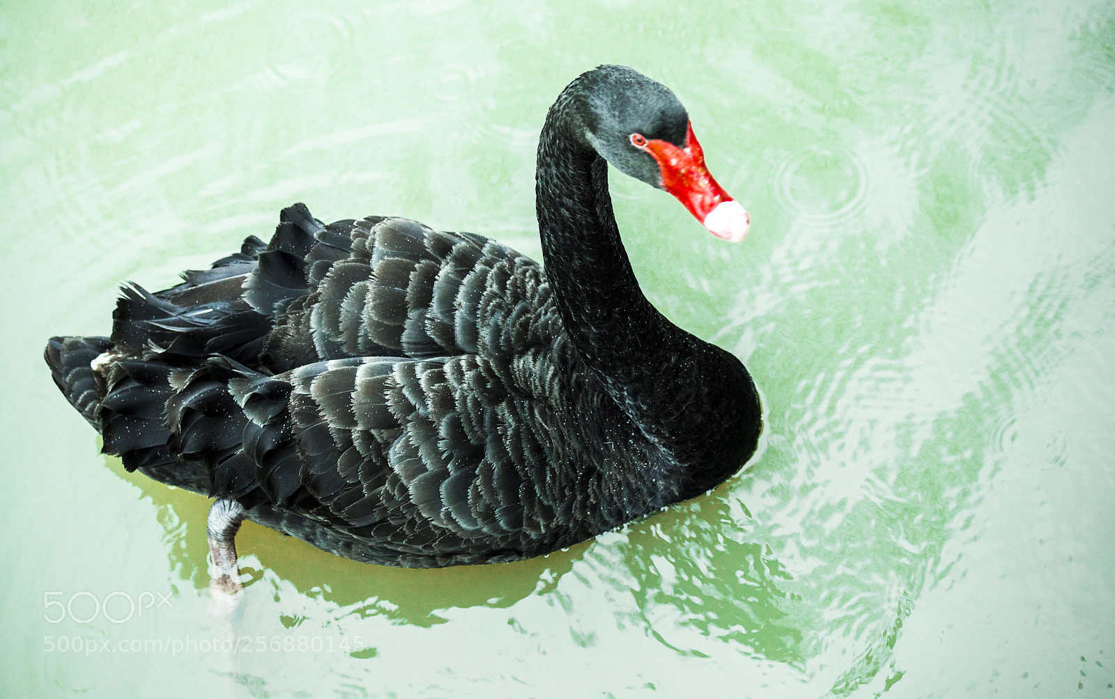 Canon EOS 5D Mark II sample photo. Black swan floating on photography