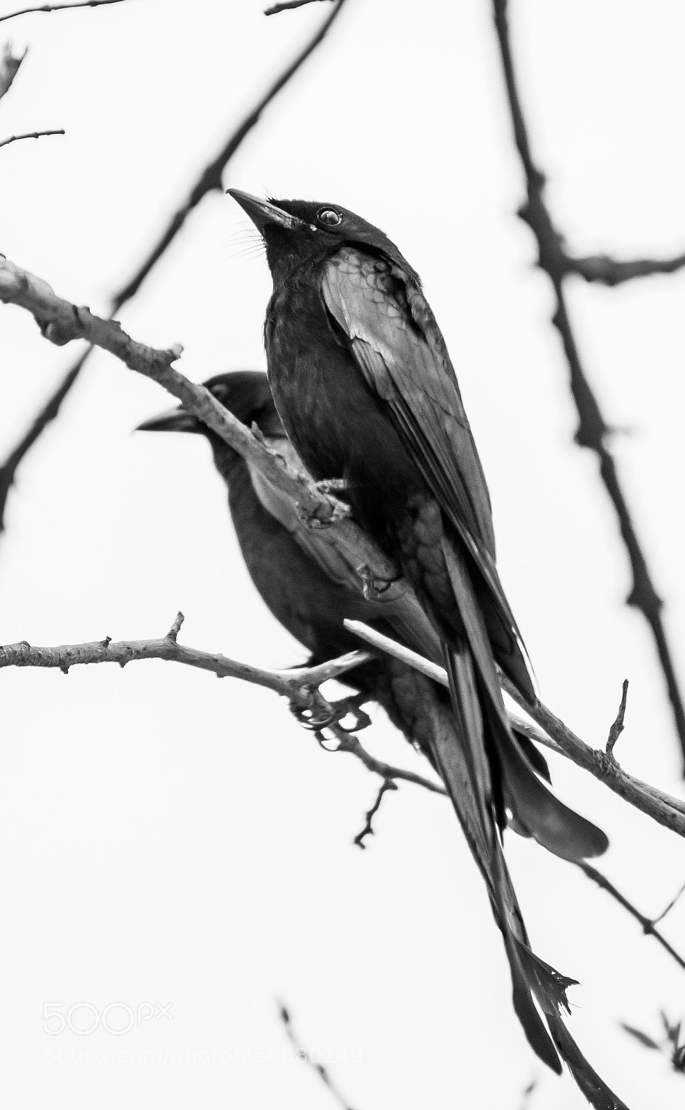 Nikon D750 sample photo. Drongo photography