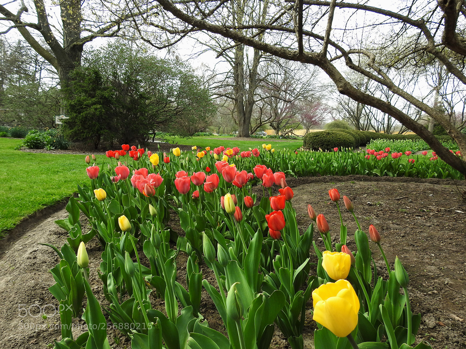 Nikon Coolpix P900 sample photo. Tulips in the park photography