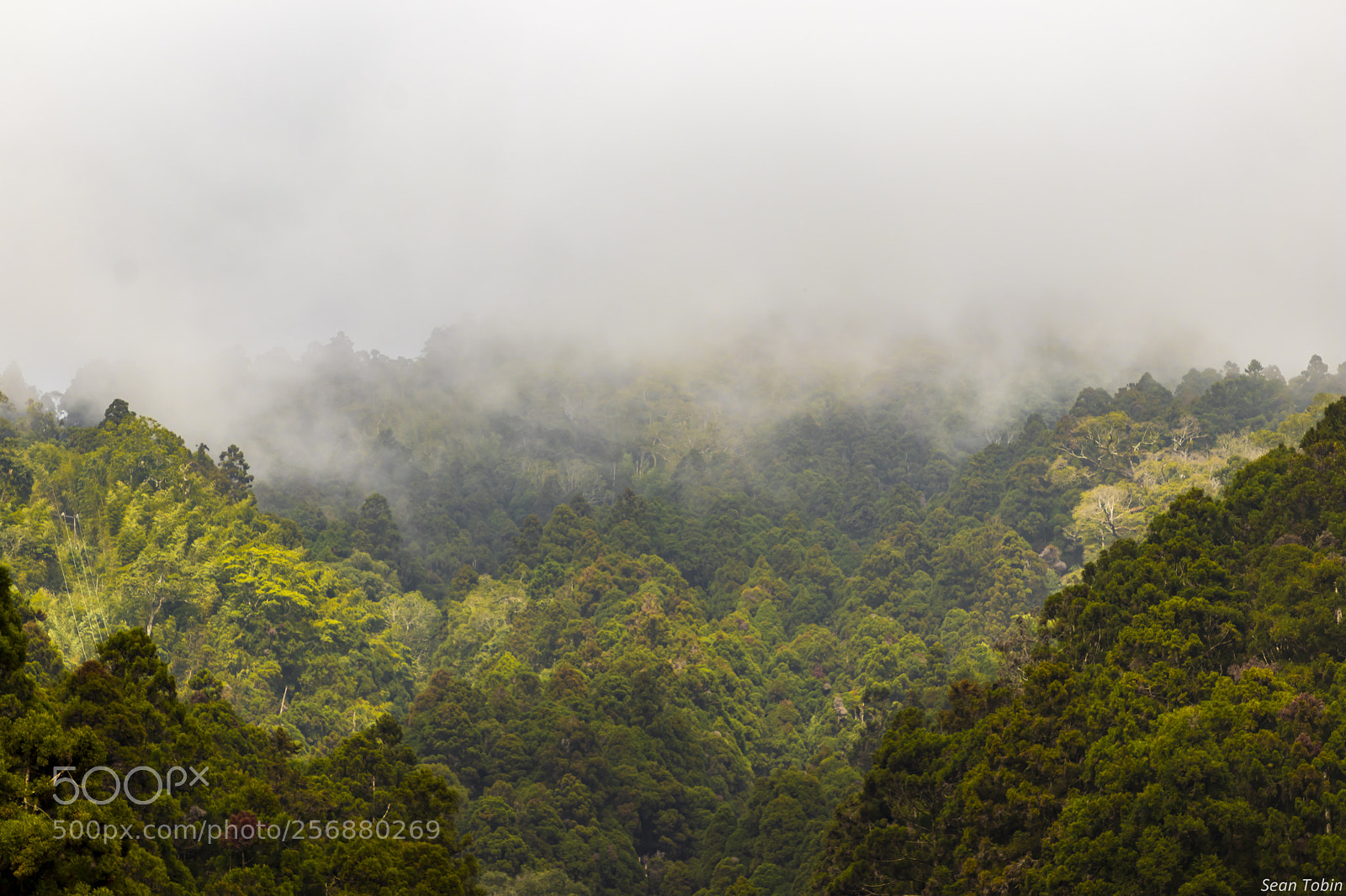 Canon EOS 80D sample photo. Foggy day photography