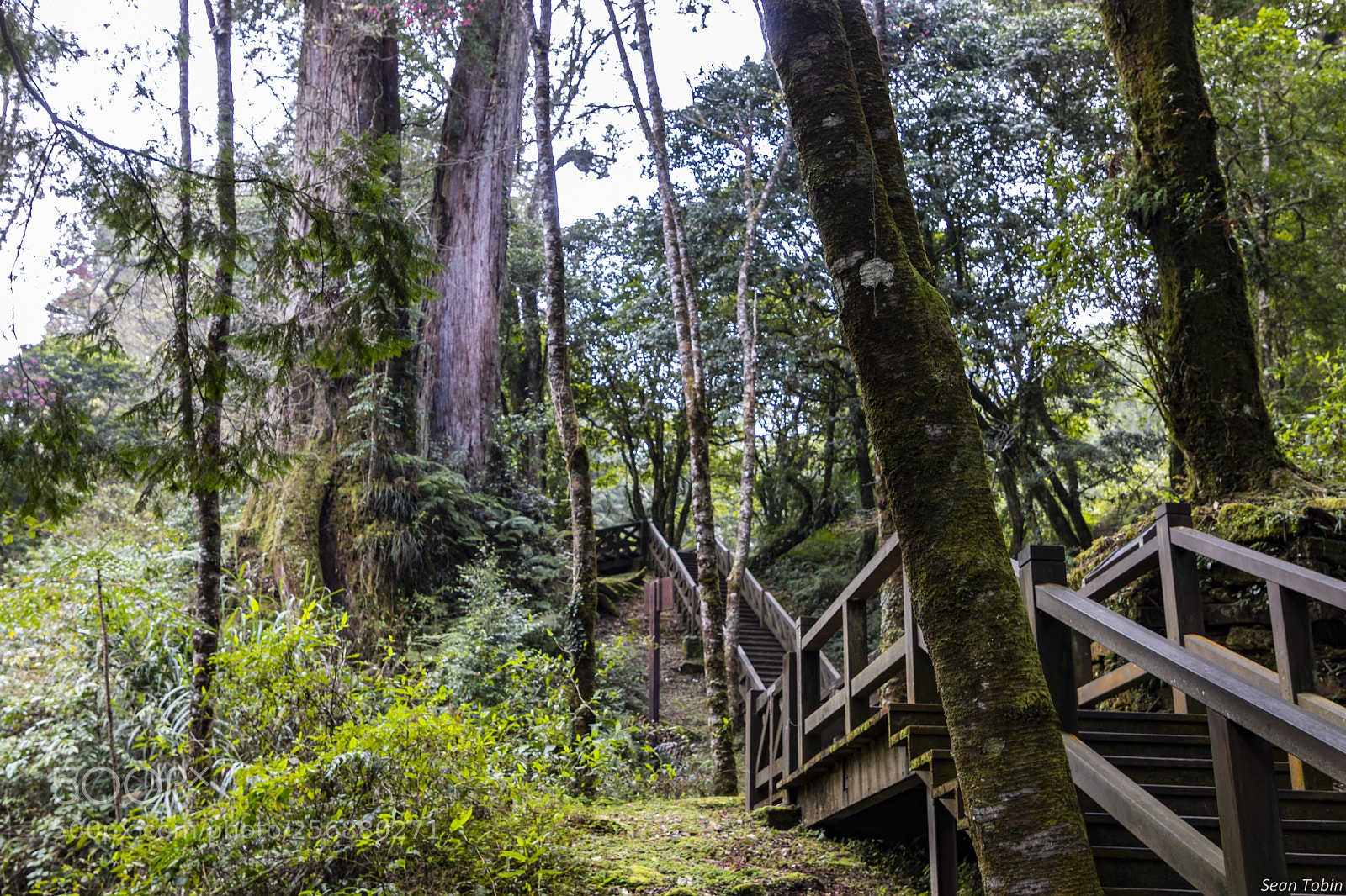 Canon EOS 80D sample photo. Alishan scenic area photography
