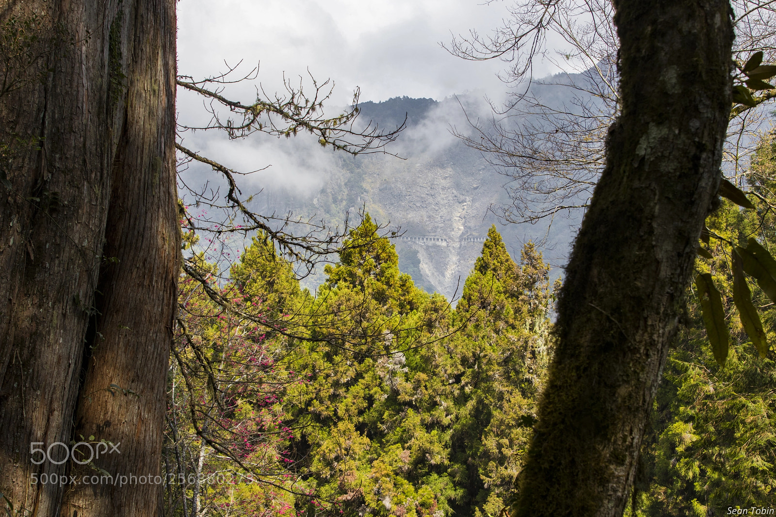 Canon EOS 80D sample photo. Alishan trees photography