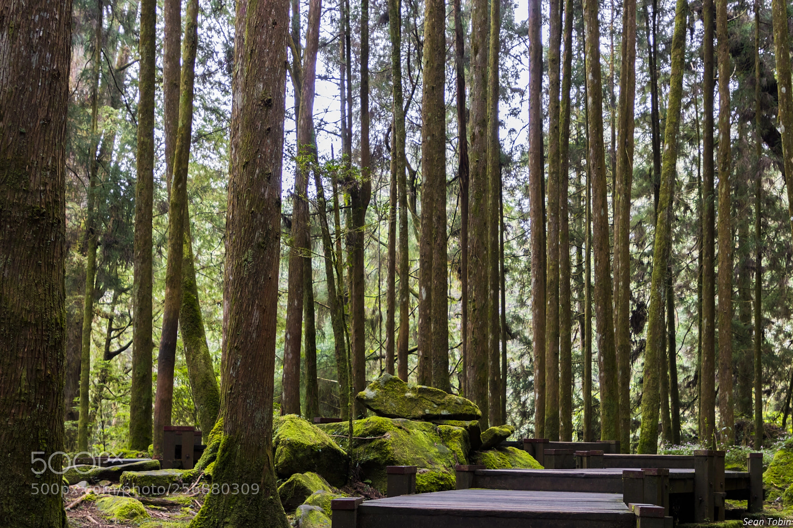 Canon EOS 80D sample photo. Walking through alishan photography