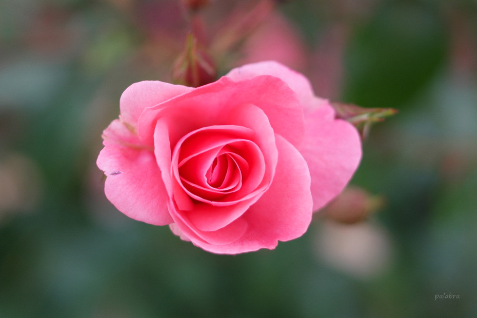 Samsung NX1 sample photo. ... photography