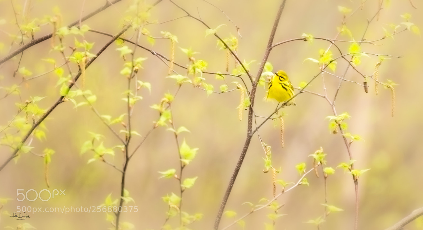 Nikon D810 sample photo. The prairie warbler photography