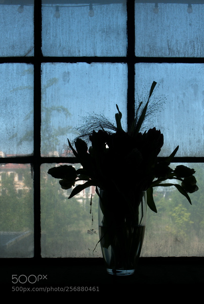 Panasonic Lumix DMC-LX100 sample photo. Flowers in the window photography