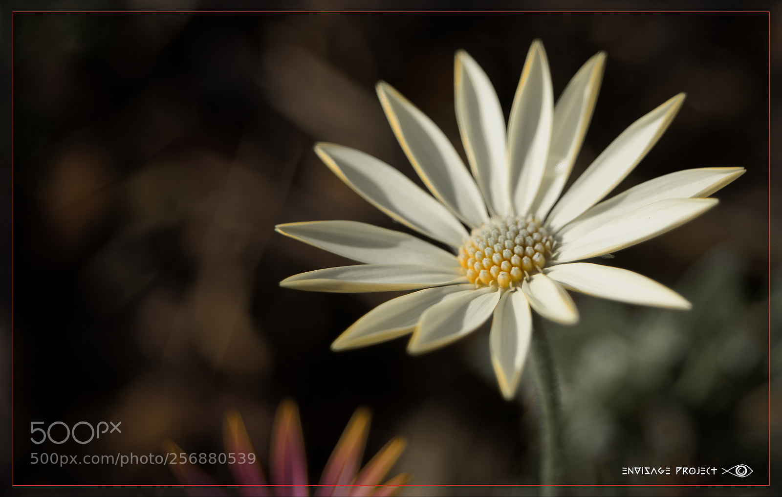 Sony a7R sample photo. Snow white and pale photography