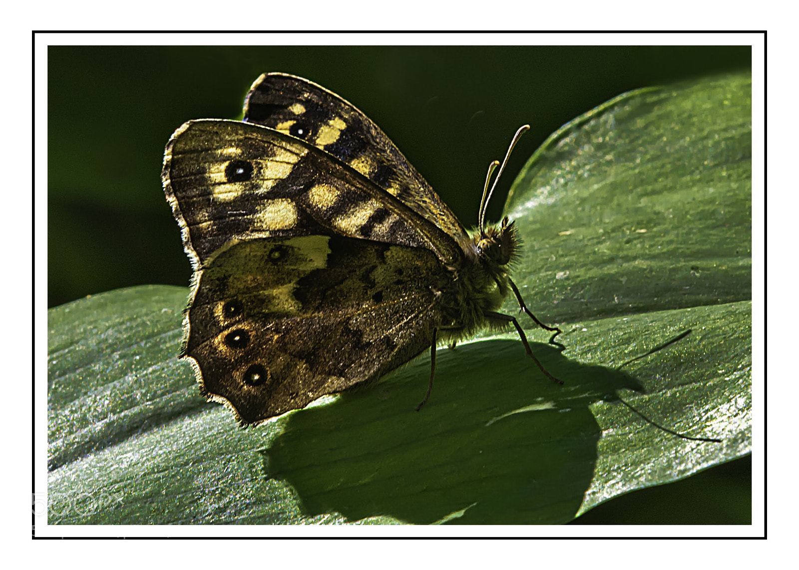 Nikon D7100 sample photo. Speckled wood butterfly in photography