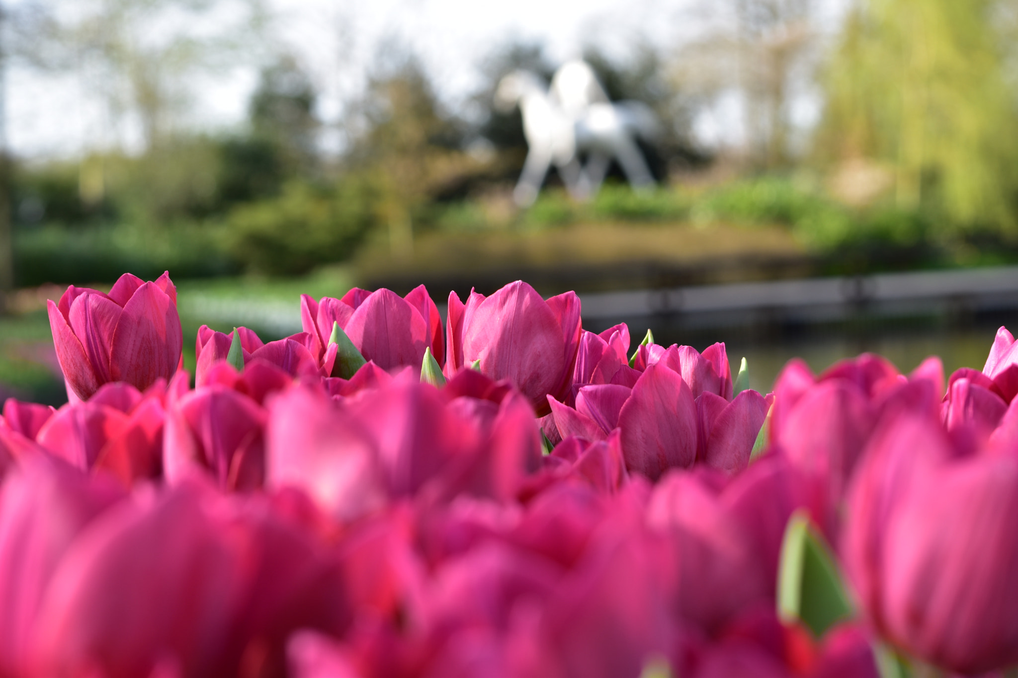 Nikon D5500 sample photo. Tulipes couleurs photography