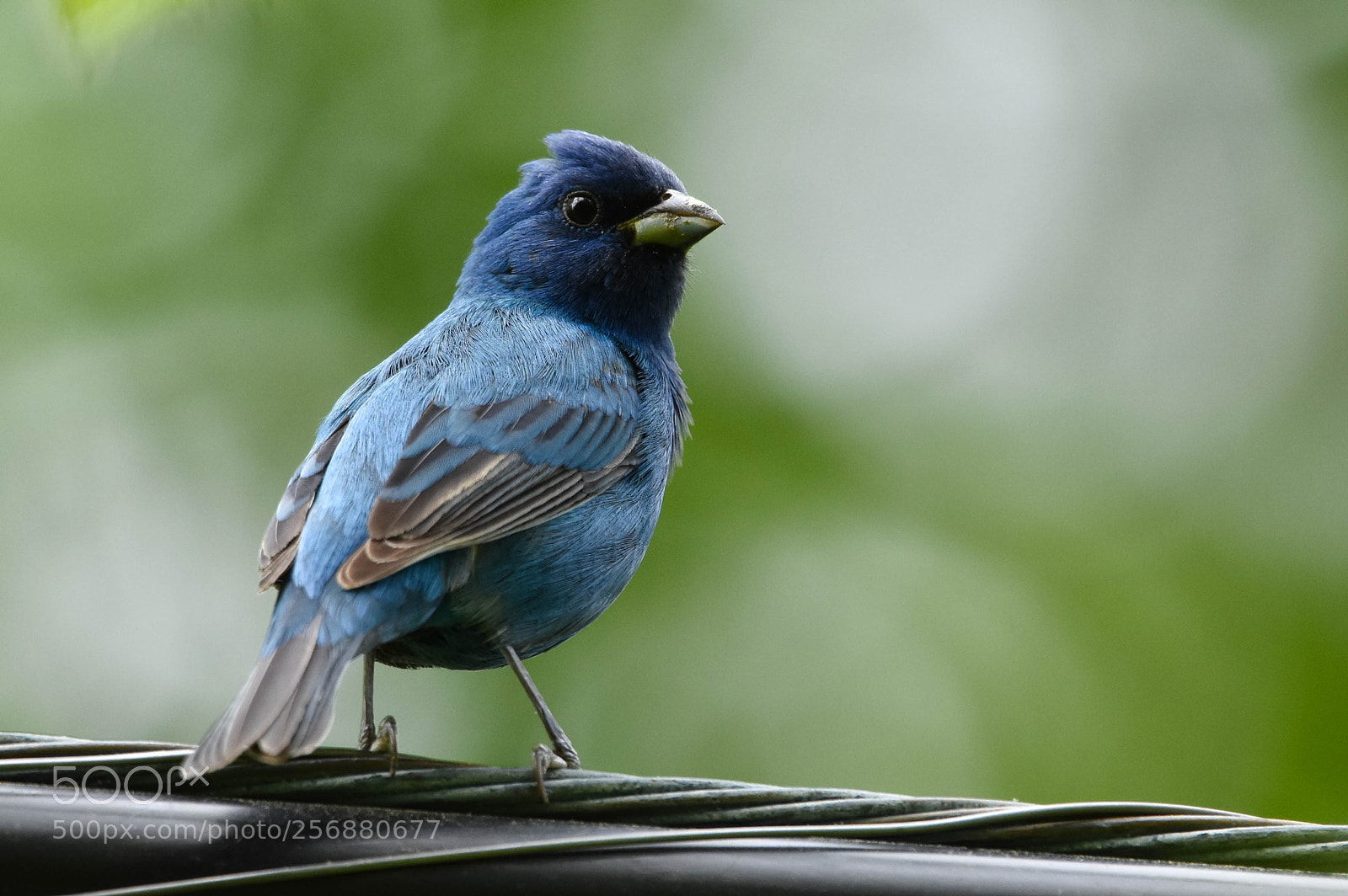 Nikon D3400 sample photo. Bird on a wire photography