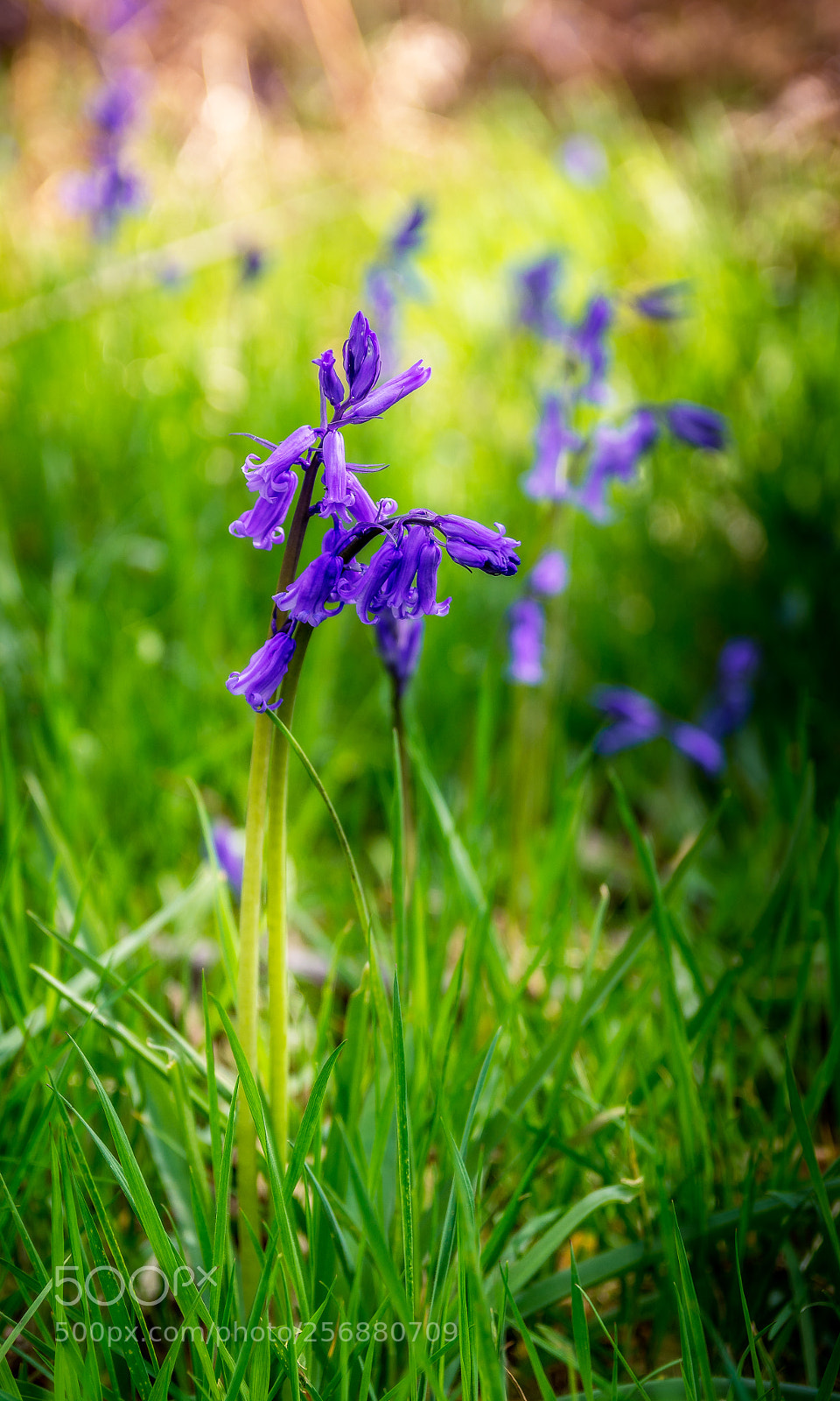 Nikon D7100 sample photo. Bluebells photography