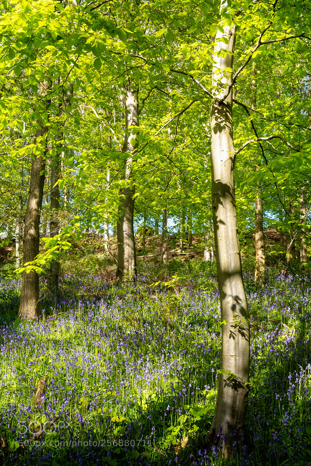 Nikon D7100 sample photo. Bluebells photography
