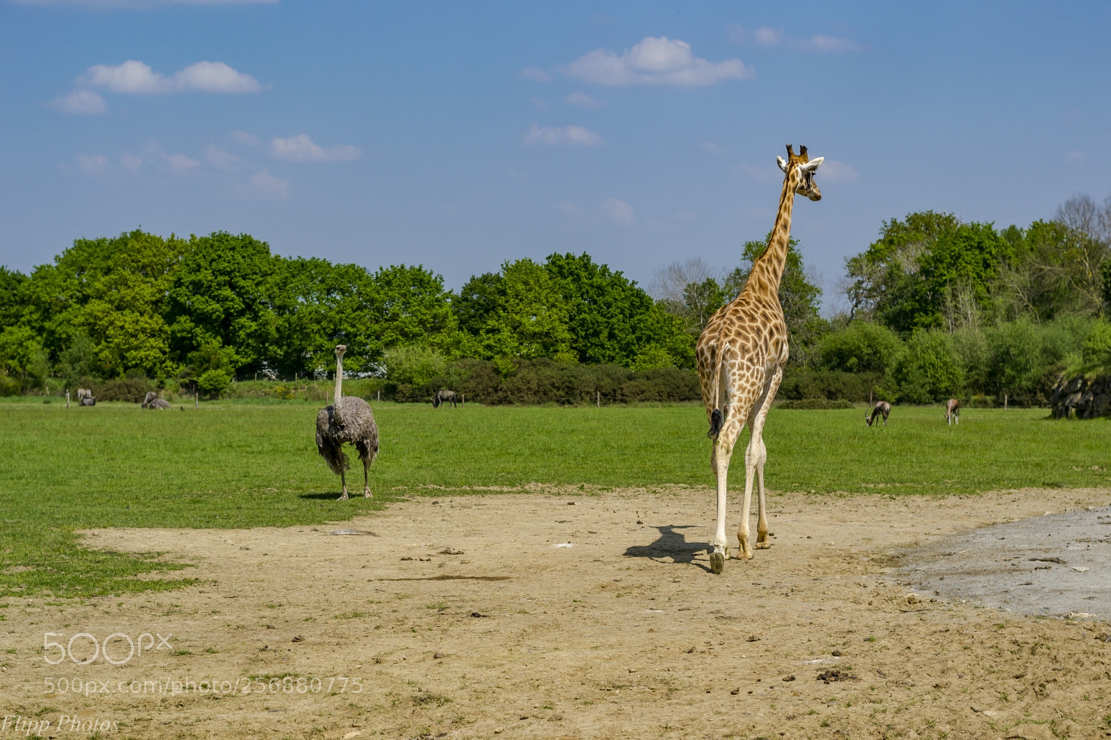 Nikon D3100 sample photo. Branféré parc animalier photography
