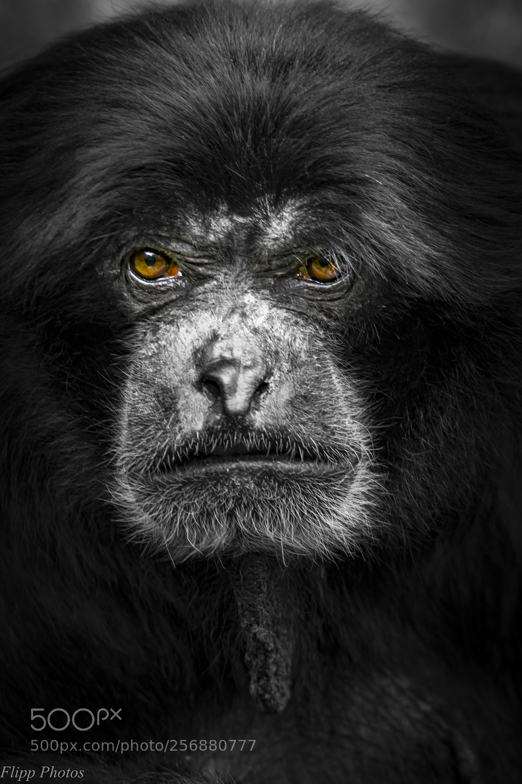 Nikon D5200 sample photo. Branféré parc animalier photography