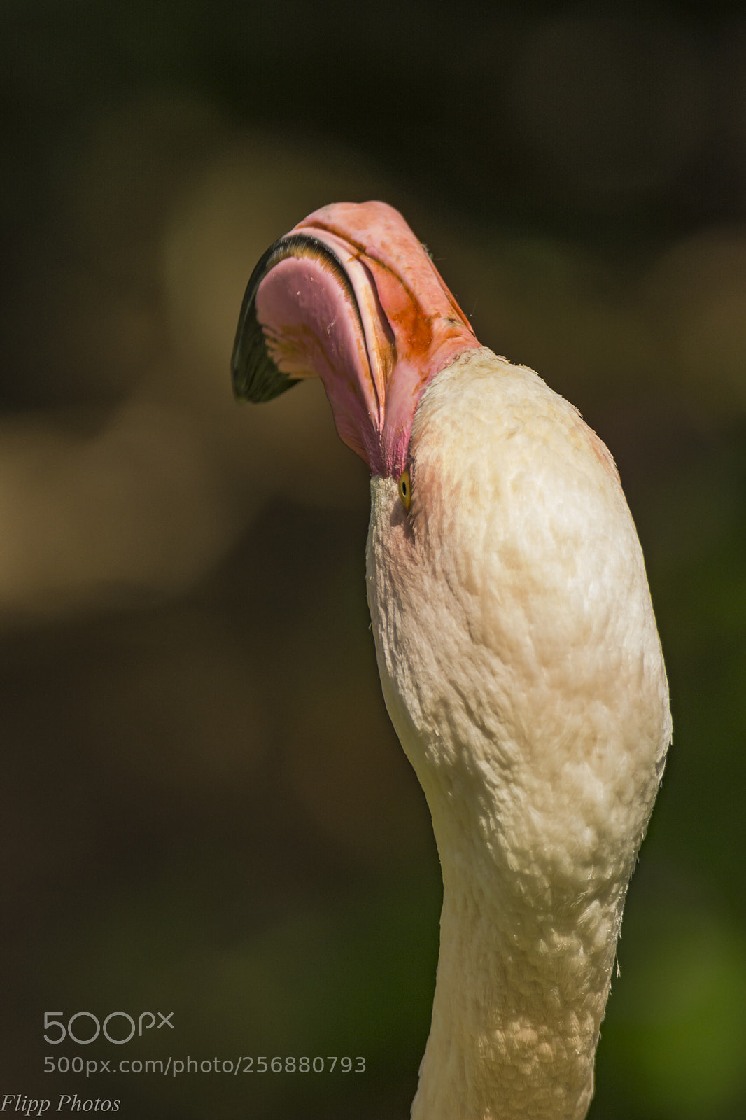 Nikon D5200 sample photo. Branféré parc animalier photography