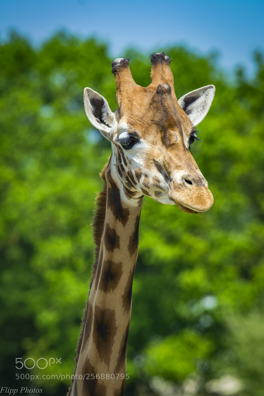 Nikon D5200 sample photo. Branféré parc animalier photography
