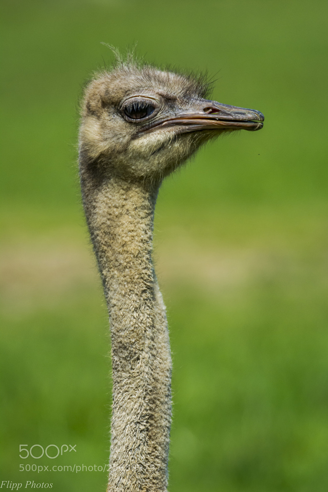 Nikon D5200 sample photo. Branféré parc animalier photography